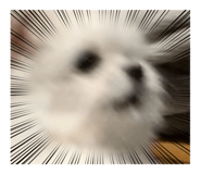 844337007