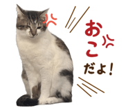 844338734
