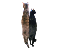 844344037