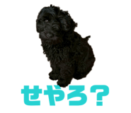 844368530