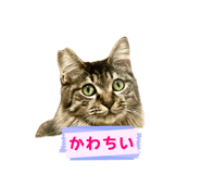 844369444