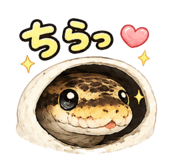 844405257