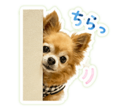 844407585