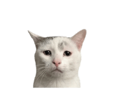 844423985