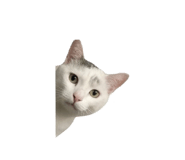 844423988