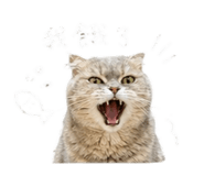 844432486