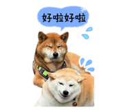 844438004