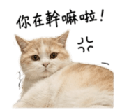 844442785