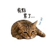 844443263