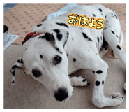 844443729