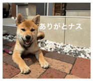 844444799