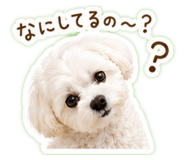 844445307
