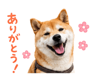 844466145