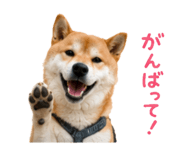 844466152