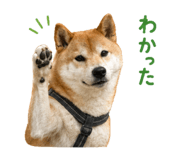 844466155