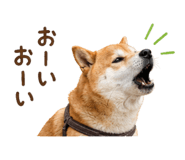 844466158
