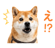 844466161