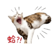 844555799