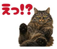 844556255