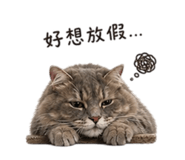844560873