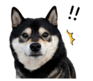 844561067