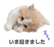 844569331