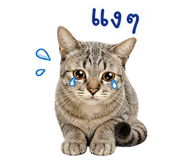 844571111