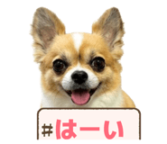 844577007