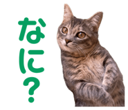 844579981