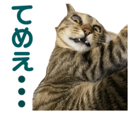 844580006
