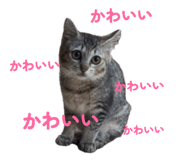 844581181