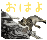 844581188