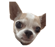 844590961