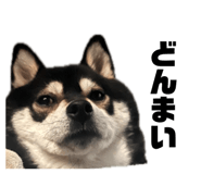 844629373