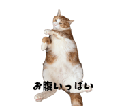 844662946
