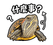 844666606