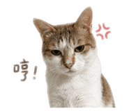 844687833
