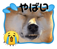 844704083