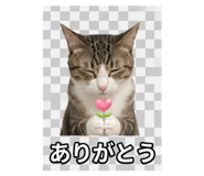 844704333