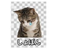 844704334