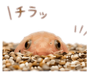 844705190