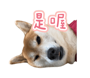 844811229