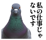 844816870