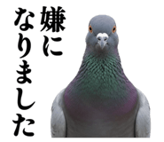 844816875