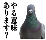 844816877