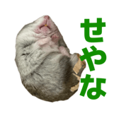 844891808