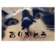 844893628