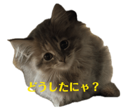 844902227