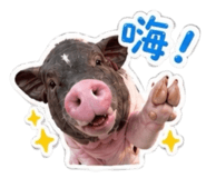 844911987