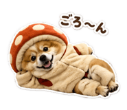 844925334